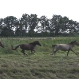 Mo 19: Ein Ortswechsel im Galopp brachte die beiden Hälften der Herde, die an einem Kilometer auseinander liegenden Plätzen grasten, wieder zusammen[en]Mo 19: A change of place at a gallop brought the two herd groups together again, which grazed at places one kilometre apart  [nl]Ma 19-8: In galop komen de beide halve kuddes weer bij elkaar, nadat ze elk op een andere plek hadden gegraasd [fr]Lun 19 : Un changement de galop rapproche les deux moitiés du troupeau, broutant à un kilomètre l'une de l'autre.