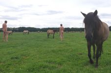 Les chevaux sauvages