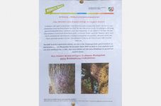 la chenille processionnaire