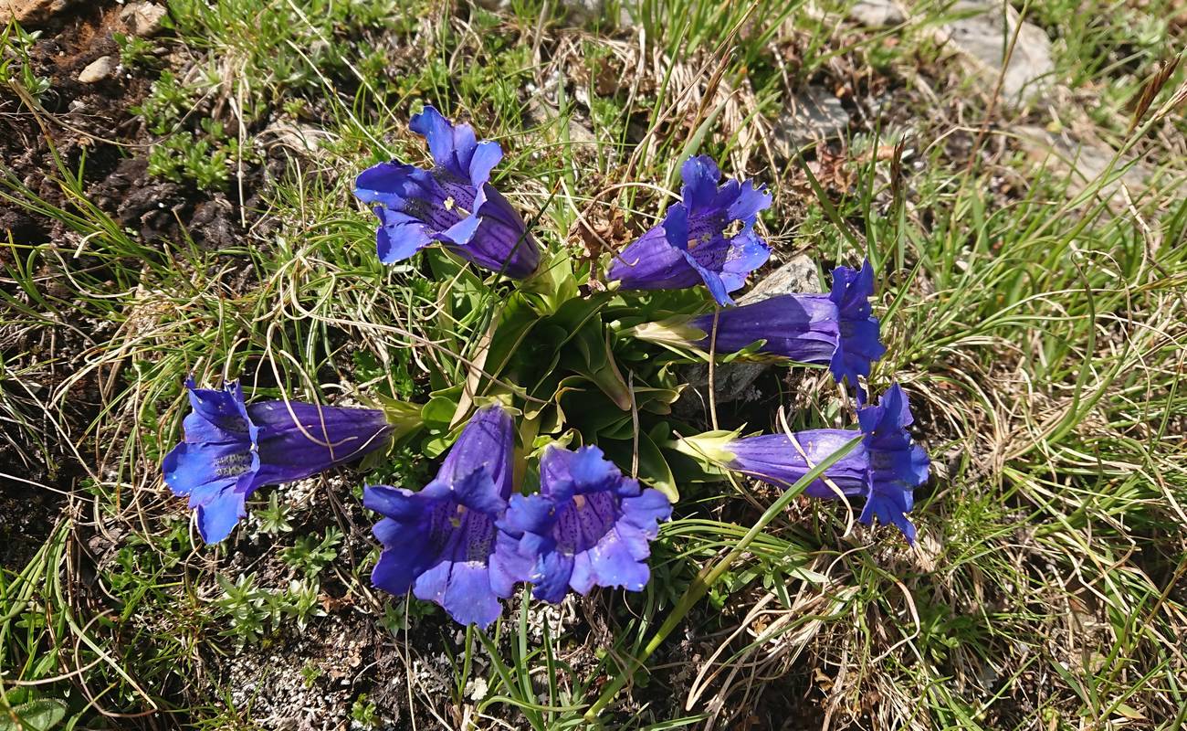 Bleu fleurit la gentiane