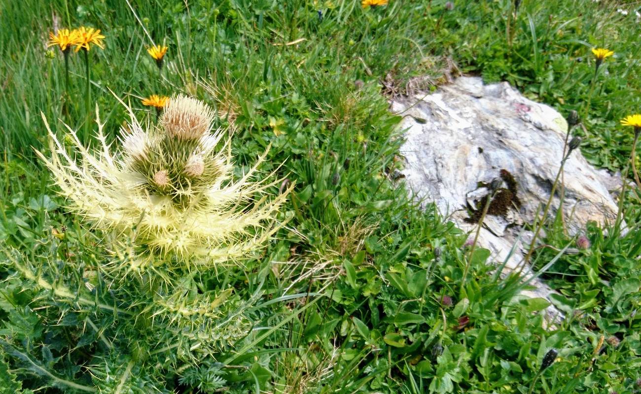 Une fleur miraculeuse dans la prairie