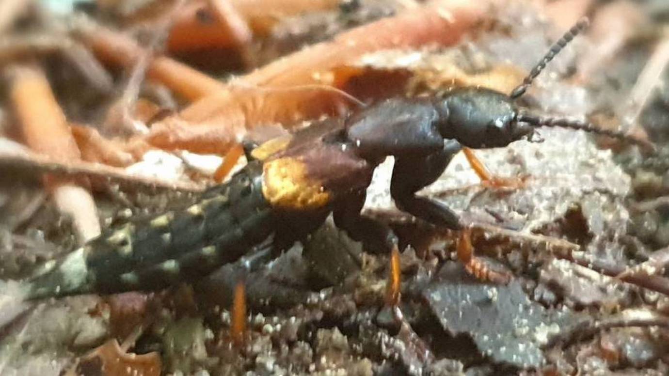 5/18 Certains petits organismes s'adaptent à leur environnement grâce au camouflage mimikri