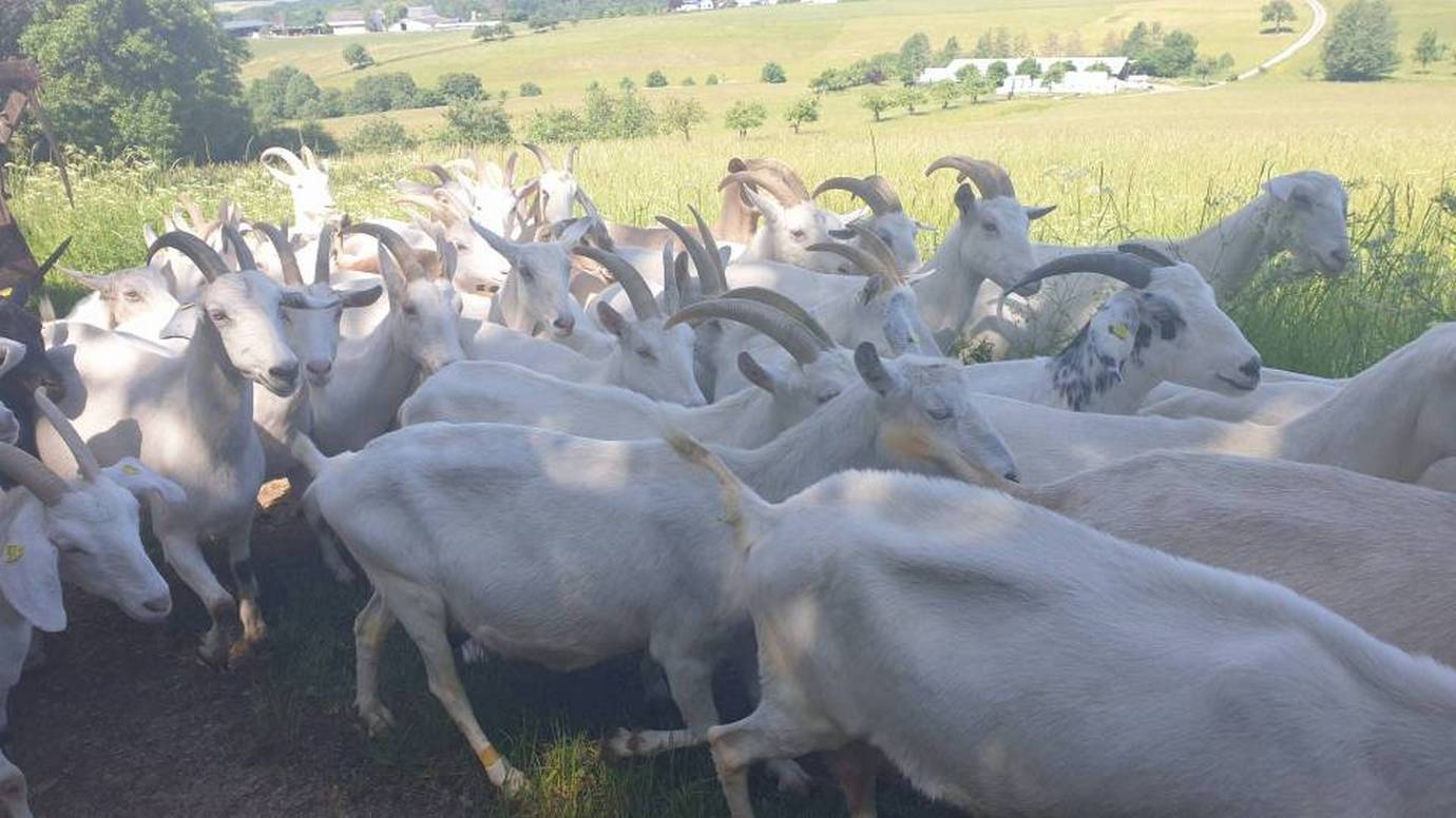 16/18 Malgré la bousculade : aucune ne trébuche