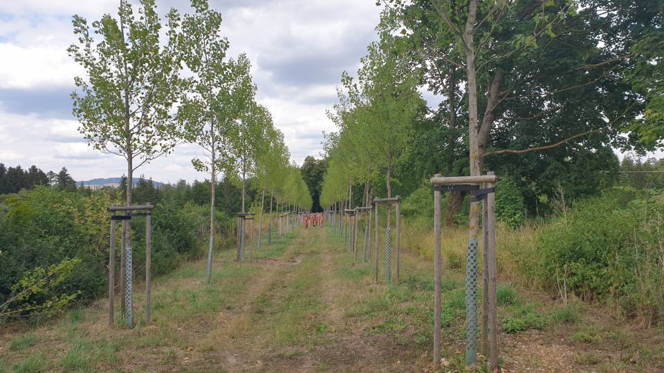 17/31 Des couloirs pour stopper la propagation des incendies de forêt