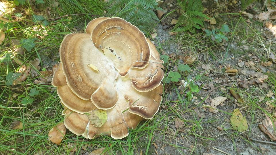 5/36 Et il y en a un autre