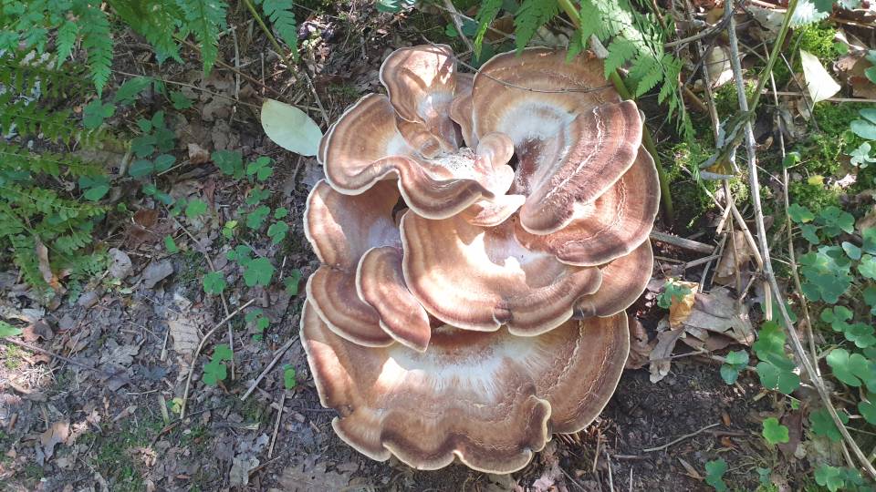 6/36 J'ai cru que je n'en trouverais pas aujourd'hui.