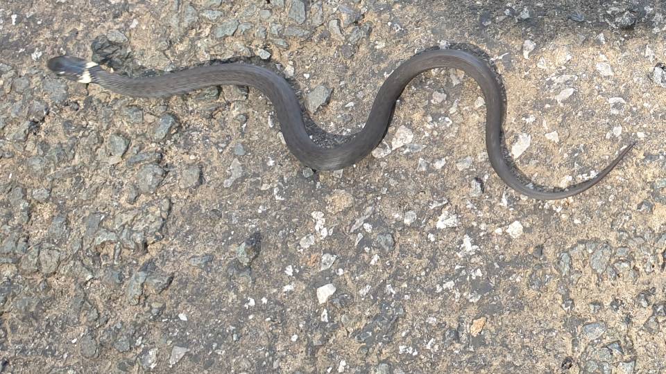 10/36 Les taches claires comme signe distinctif infaillible : Une couleuvre à collier