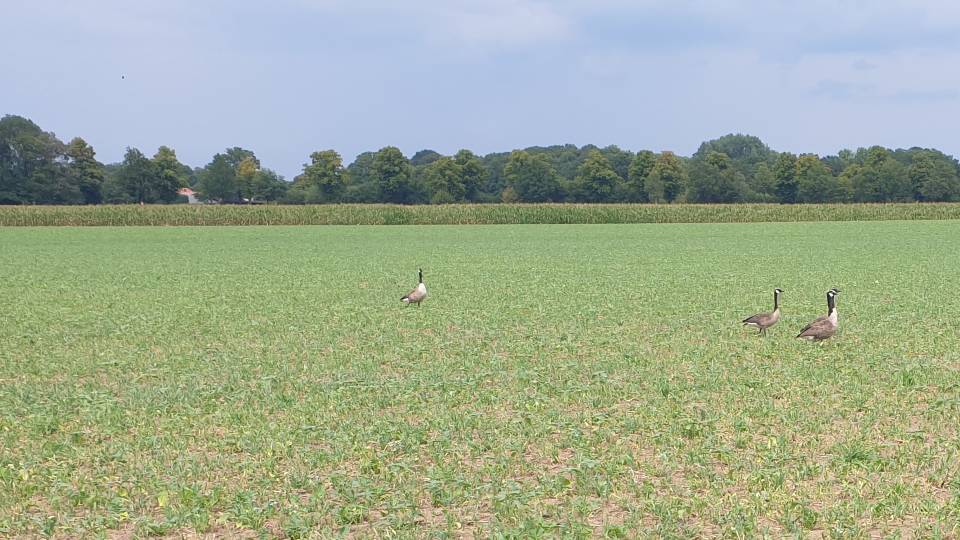 16/36 Dossier unique