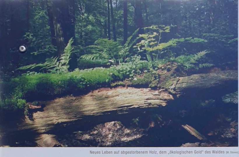 2/51 Le bois mort est une base de croissance précieuse