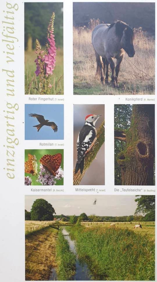 7/51 Diversité de la vie forestière