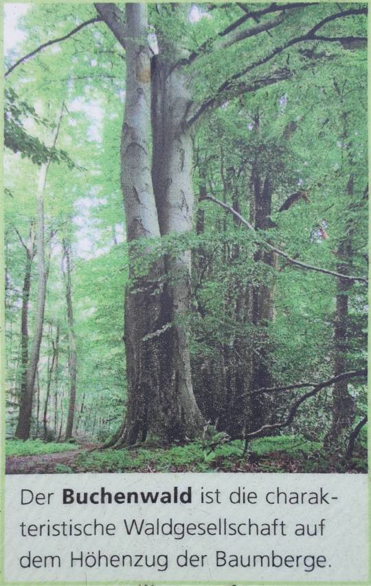 23/51 Le hêtre est l'arbre le plus caractéristique