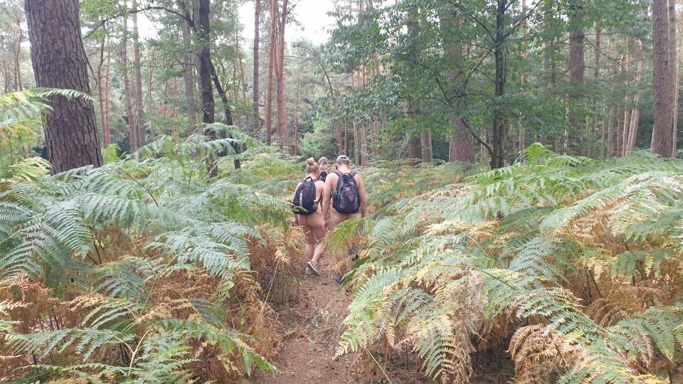 49/51 Dans la forêt vierge de fougères