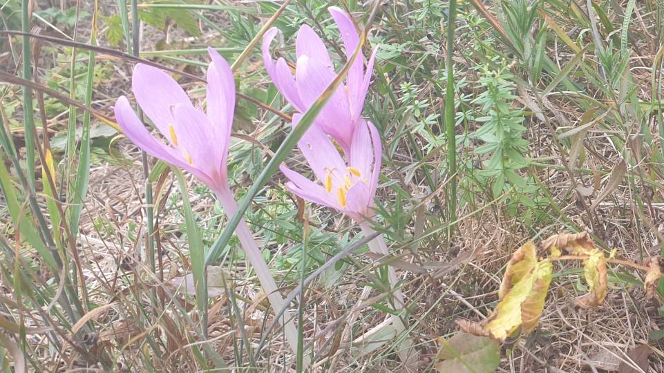 Lahn-Dill 8/8 Le colchique d'automne fleurit de la fin de l'été à l'automne. Elle a été élue « plante vénéneuse de l'année » en 2010.