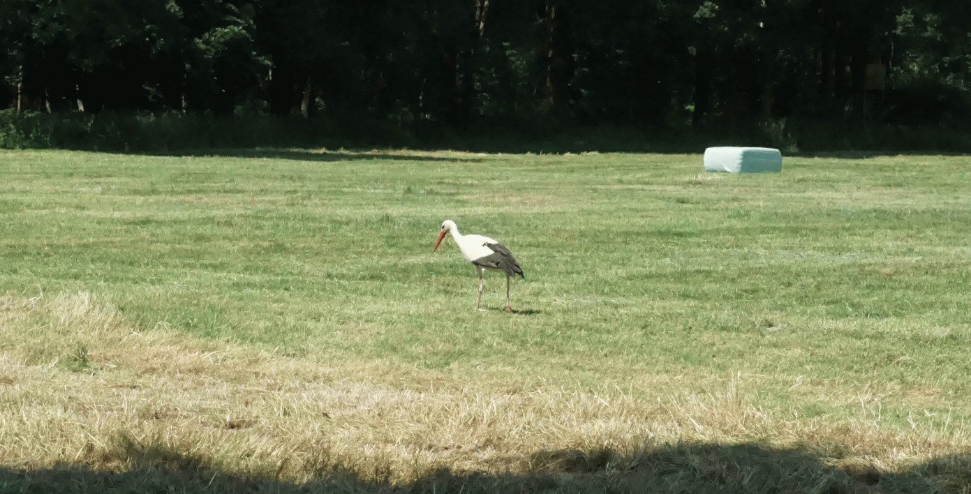 12(14) En revanche, une cigogne s'est pavanée à faible distance dans la prairie de foin à la recherche de nourriture - mais les cyclistes qui se reposaient dans la prairie ont été épargnés par les picoreurs à bec.
