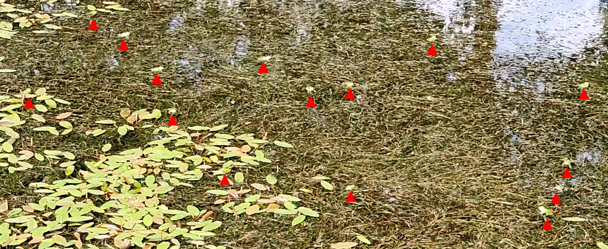 12[15] Dans l'étang des grenouilles, c'est l'effervescence : la densité des grenouilles, et donc la pression concurrentielle, est élevée.