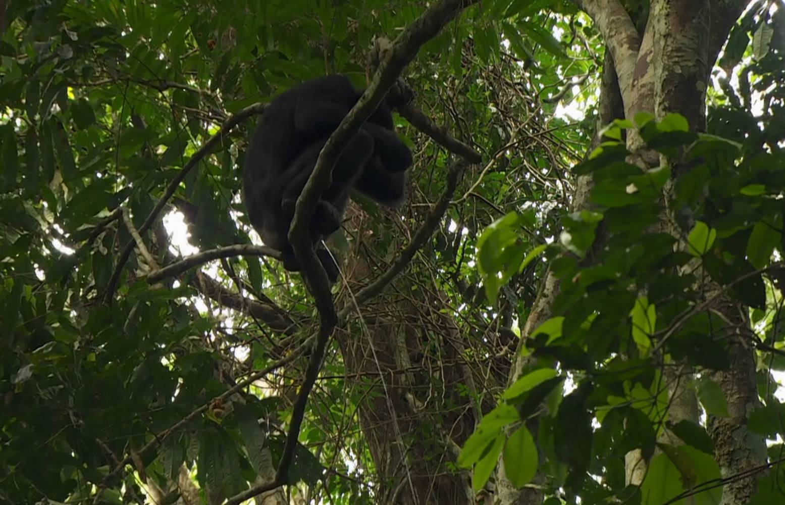 Forêt tropicale : une femelle bonobo vide sa vessie à la cime d'un arbre Forêt tropicale : une femelle bonobo vide sa vessie à la cime d'un arbre