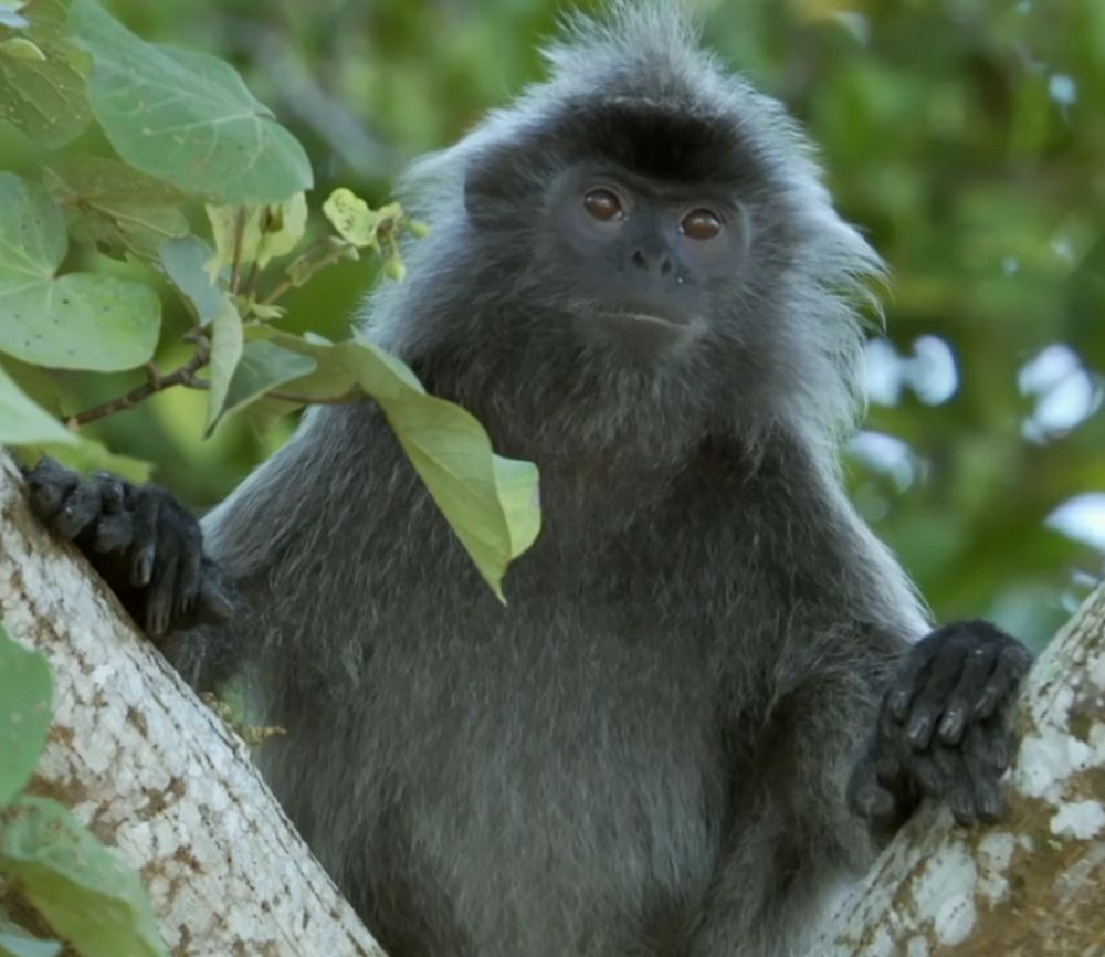Les langurs à capuchon sont originaires du sud-est de l'Asie.