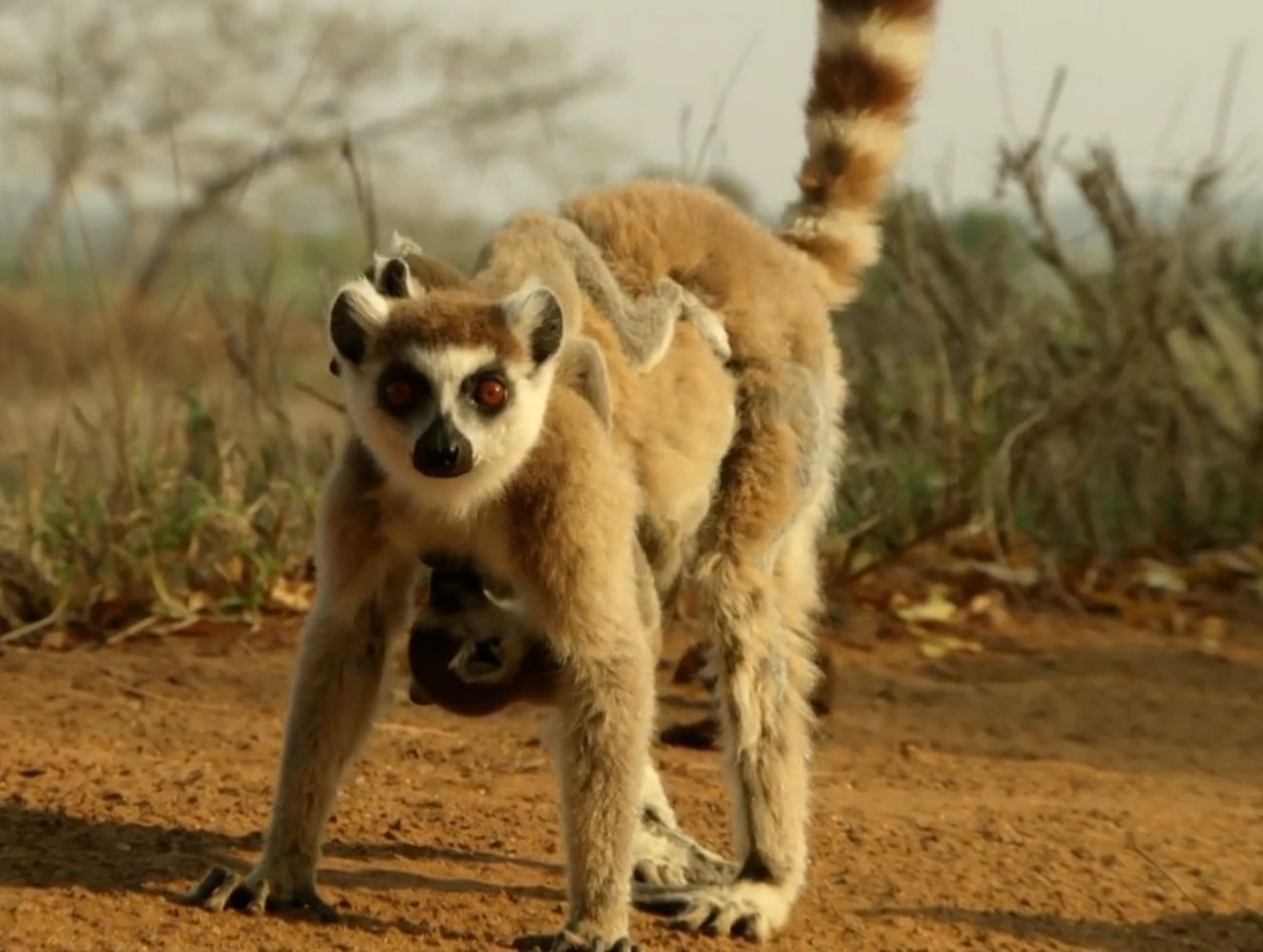 Les deux petits catta s'accrochent à la fourrure de leur mère - l'un sur le dos, l'autre sur le ventre