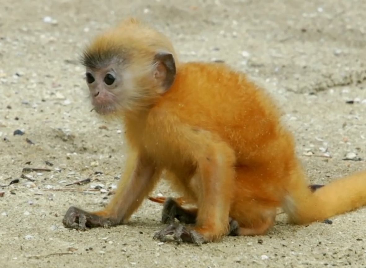 Les enfants langurs sont jaune vif, ainsi les grands ne les perdent pas facilement de vue.